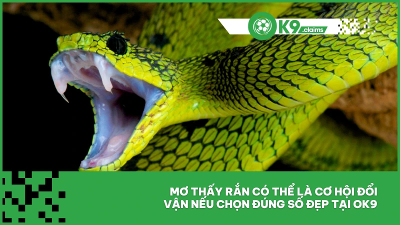 Mơ thấy rắn có thể là cơ hội đổi vận nếu chọn đúng số đẹp tại ok9