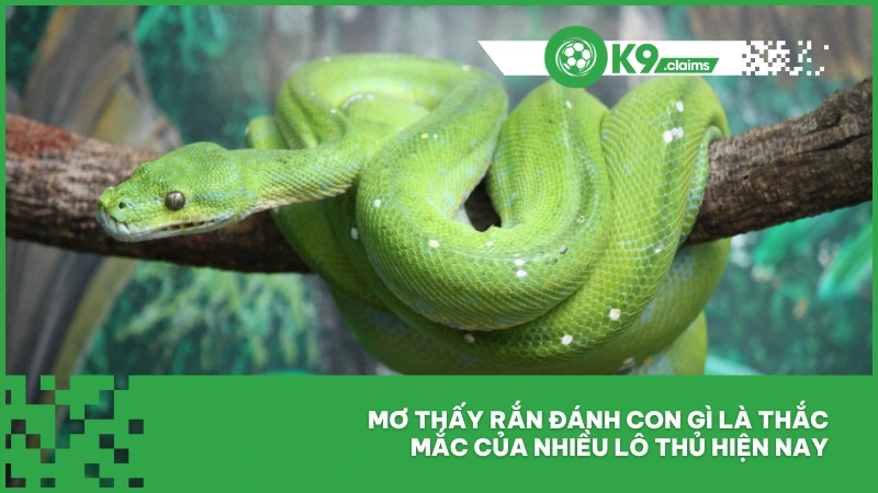 Mơ thấy rắn đánh con gì là thắc mắc của nhiều lô thủ hiện nay