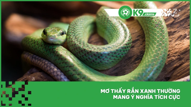 Mơ thấy rắn xanh thường mang ý nghĩa tích cực