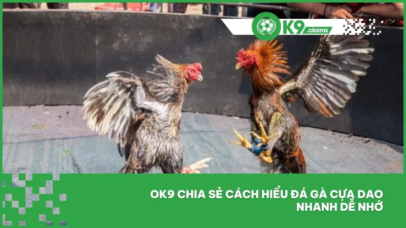 Ok9 chia sẻ cách hiểu đá gà cựa dao nhanh dễ nhớ
