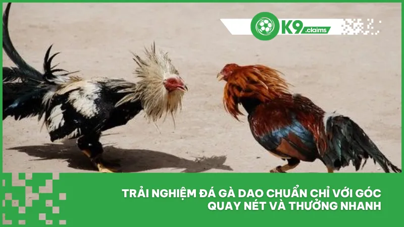Trải nghiệm đá gà dao chuẩn chỉ với góc quay nét và thưởng nhanh