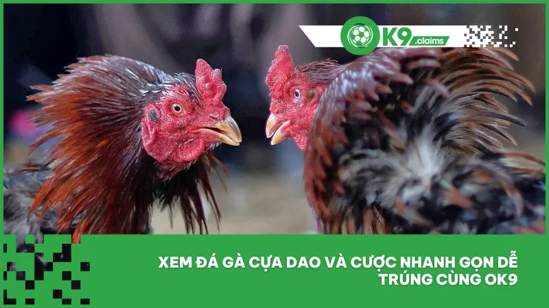 Xem đá gà cựa dao và cược nhanh gọn dễ trúng cùng ok9